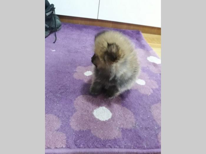 pomeranski špic štenci oba pola besplatni mali oglasi