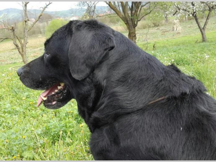 crna ženka labradora stara 3 godine besplatni mali oglasi