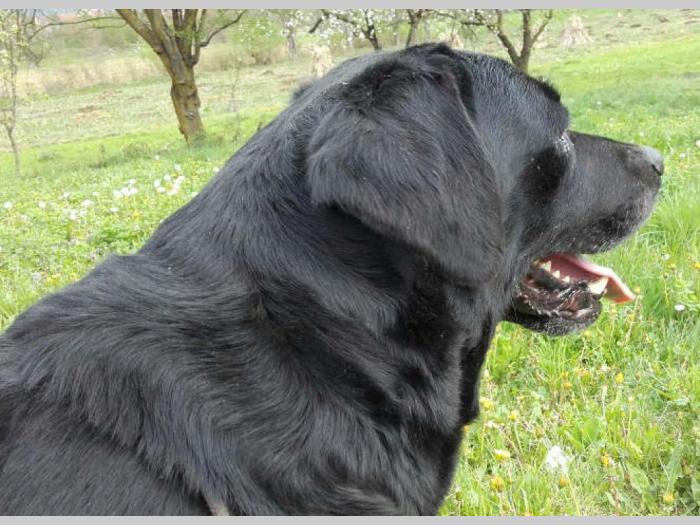 crna ženka labradora stara 3 godine besplatni mali oglasi