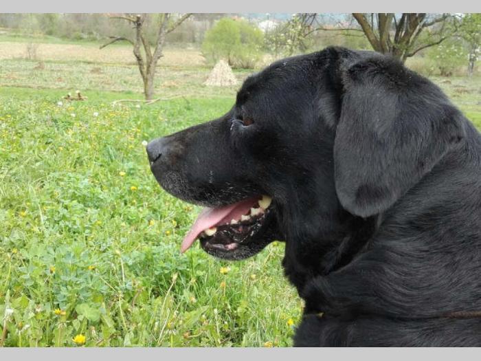 crna ženka labradora stara 3 godine besplatni mali oglasi