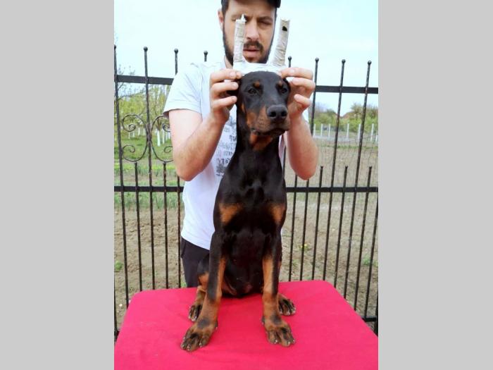 doberman štenci besplatni mali oglasi
