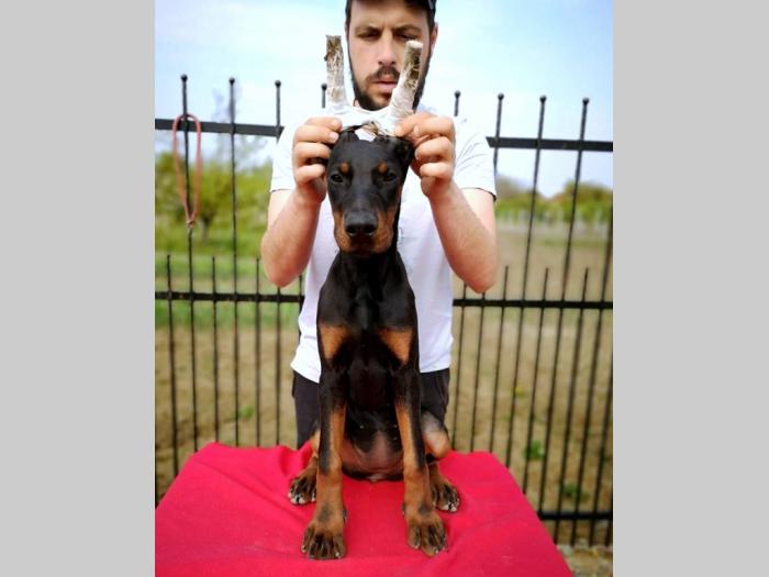 doberman štenci besplatni mali oglasi