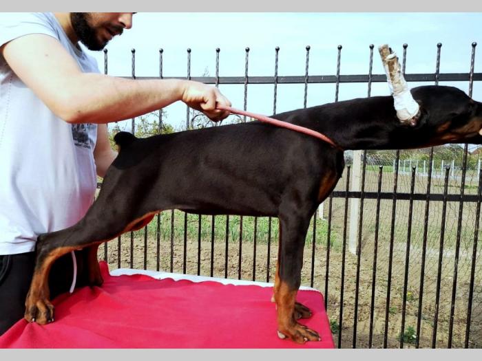 doberman štenci besplatni mali oglasi