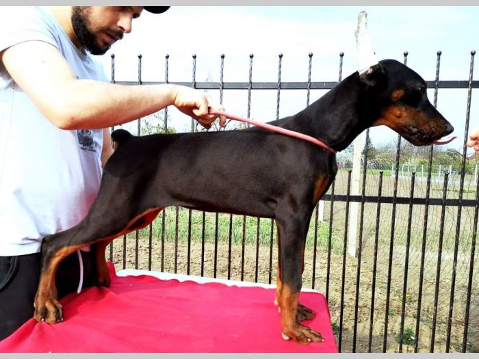 doberman štenci besplatni mali oglasi