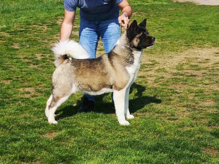 američka akita ženka stara 2,5 godine besplatni mali oglasi