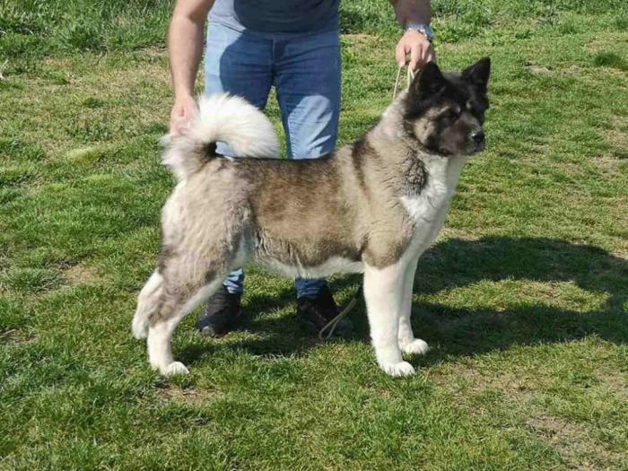 američka akita ženka stara 2,5 godine besplatni mali oglasi