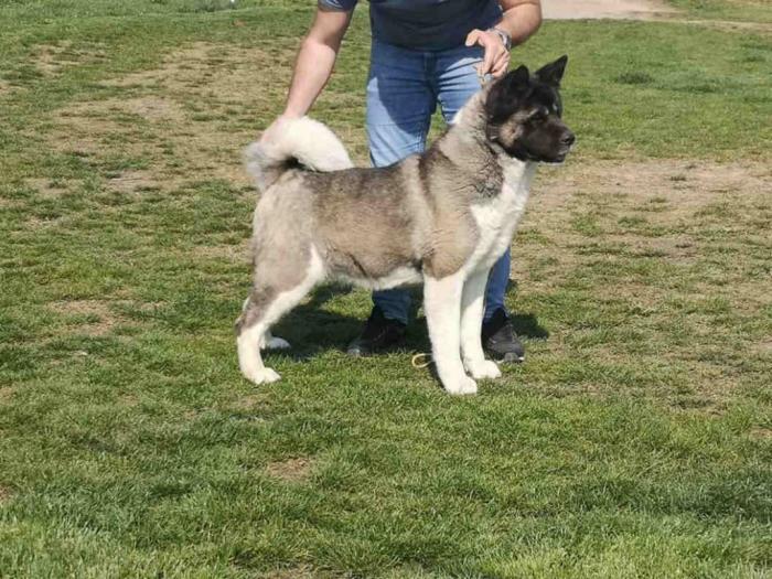 američka akita ženka stara 2,5 godine besplatni mali oglasi