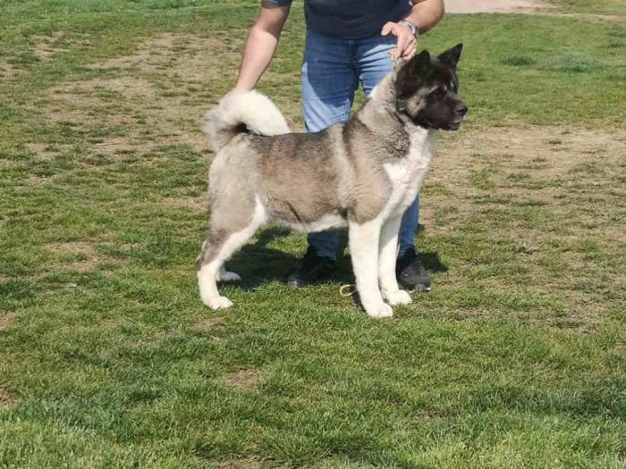 američka akita ženka stara 2,5 godine besplatni mali oglasi