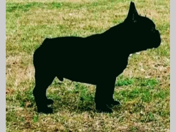 francuski buldog muško izložbeno štene besplatni mali oglasi