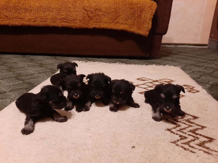 rezervacija patuljastog šnaucera, crno srebrni štenci besplatni mali oglasi