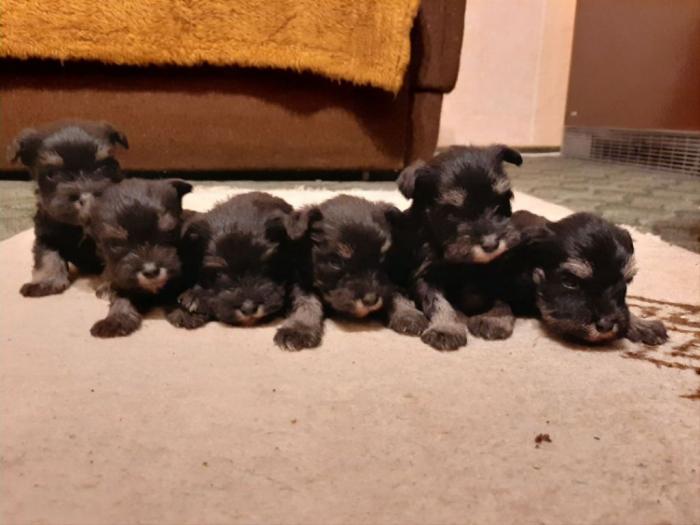 rezervacija patuljastog šnaucera, crno srebrni štenci besplatni mali oglasi