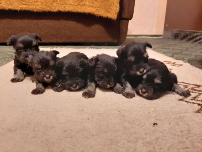 rezervacija patuljastog šnaucera, crno srebrni štenci besplatni mali oglasi