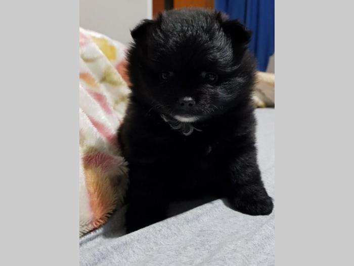 štene pomeranskog špica na prodaju besplatni mali oglasi