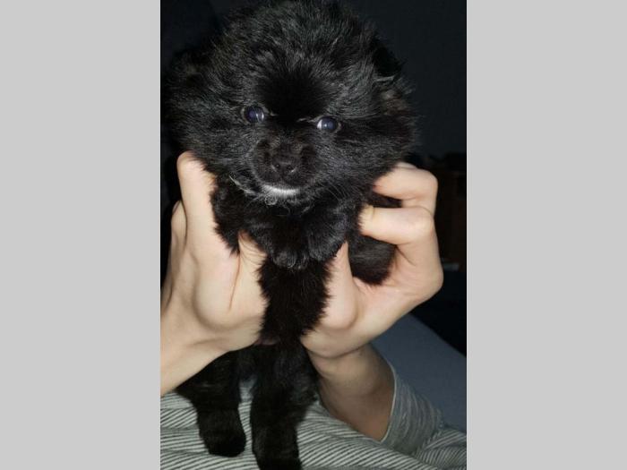 štene pomeranskog špica na prodaju besplatni mali oglasi