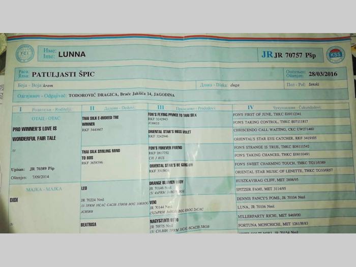 štene pomeranskog špica na prodaju besplatni mali oglasi