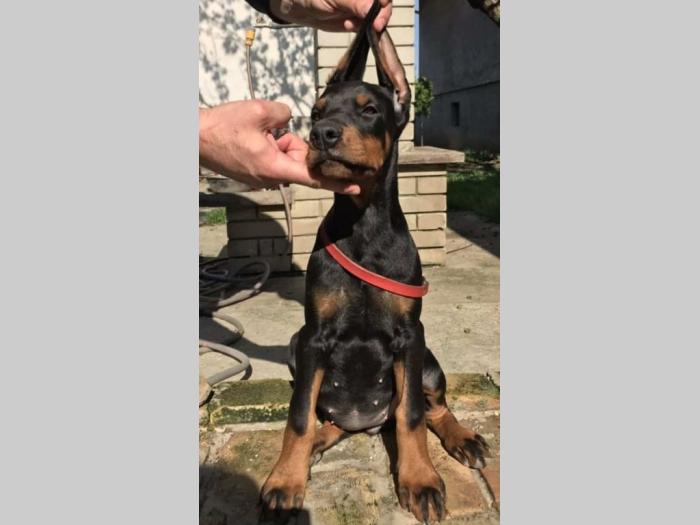 doberman štenci vrhunskog porekla besplatni mali oglasi