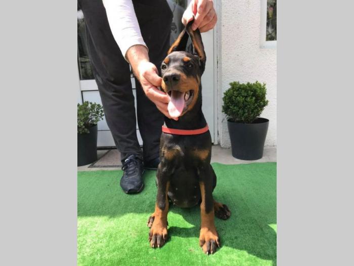 doberman štenci vrhunskog porekla besplatni mali oglasi