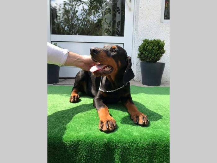 doberman štenci vrhunskog porekla besplatni mali oglasi