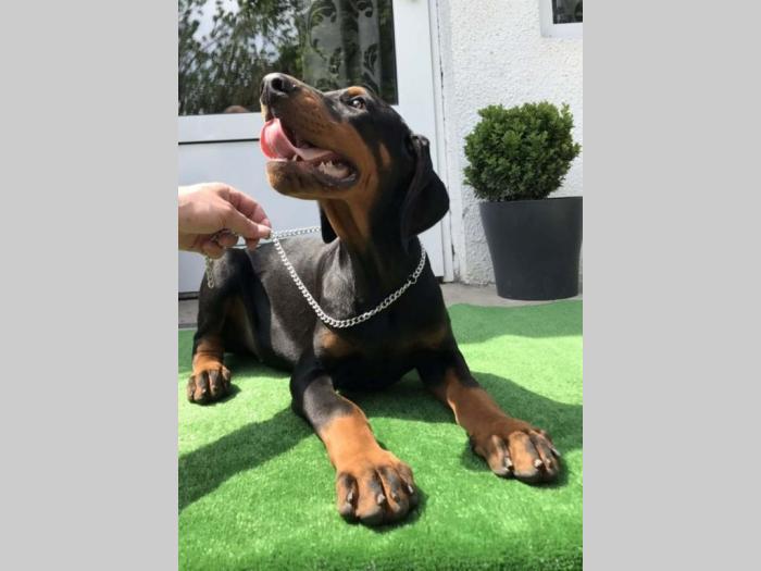doberman štenci vrhunskog porekla besplatni mali oglasi