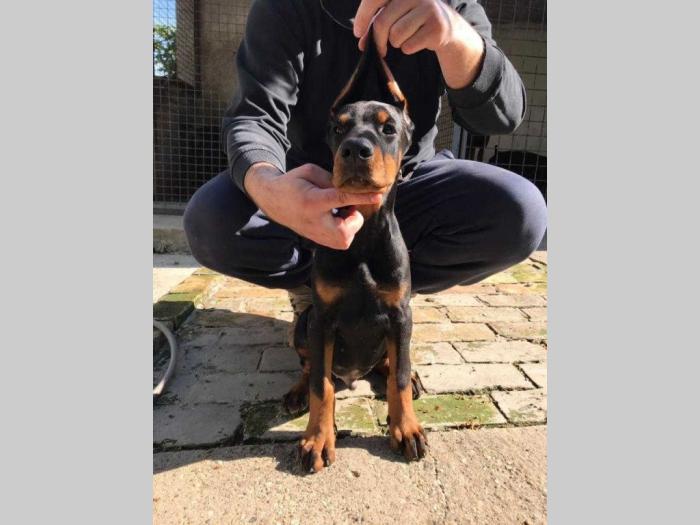 doberman štenci vrhunskog porekla besplatni mali oglasi