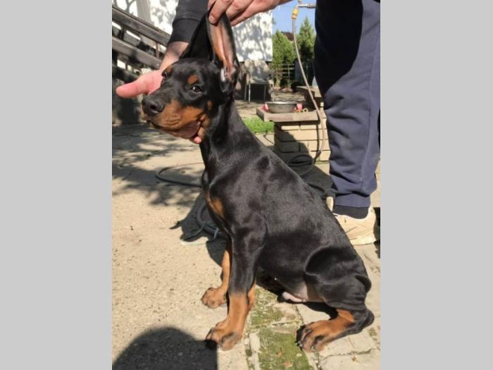 doberman štenci vrhunskog porekla besplatni mali oglasi
