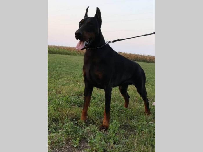 doberman štenci vrhunskog porekla besplatni mali oglasi