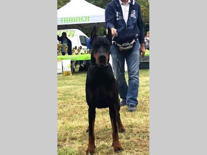doberman štenci vrhunskog porekla besplatni mali oglasi