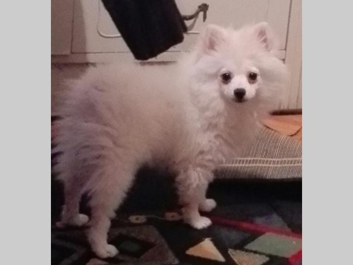 pomeranac besplatni mali oglasi