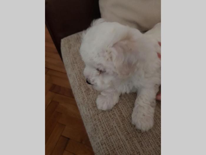 kovrdžavi bišon štenci iz dva legla besplatni mali oglasi