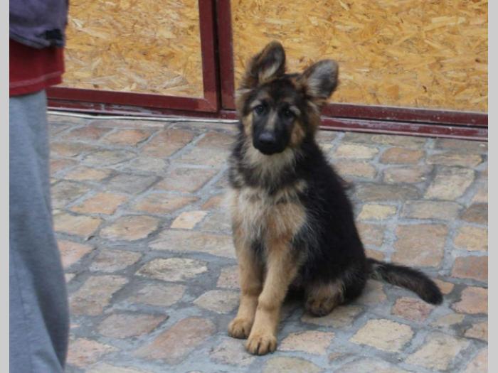 nemački ovčar dugodlaki štenci besplatni mali oglasi