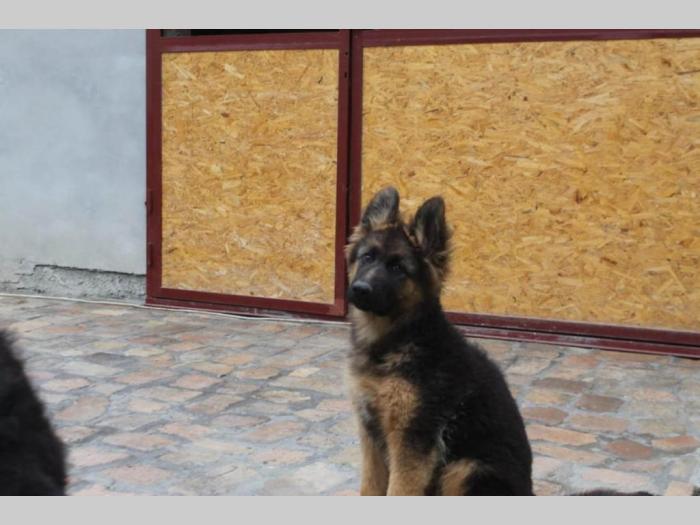 nemački ovčar dugodlaki štenci besplatni mali oglasi