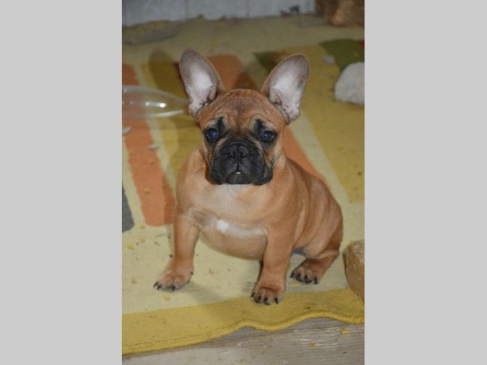 francuski buldog štenci različite starosti besplatni mali oglasi