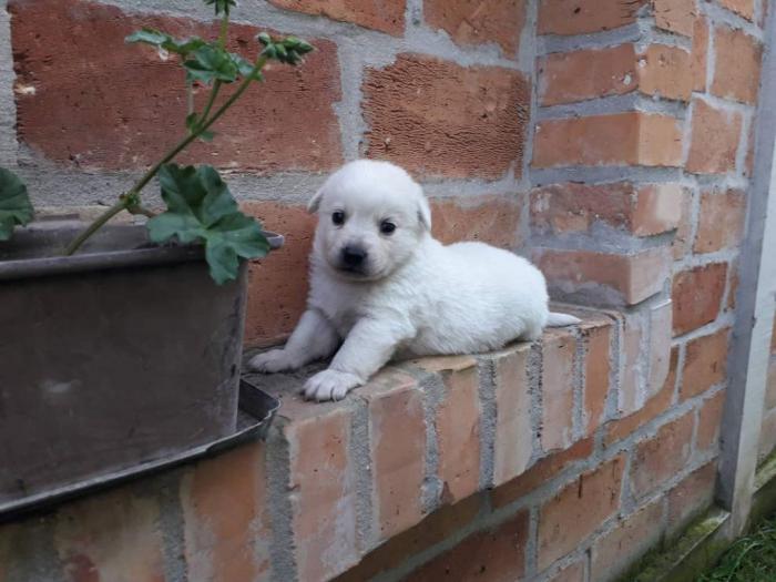 nemački špic prelepi štenci besplatni mali oglasi