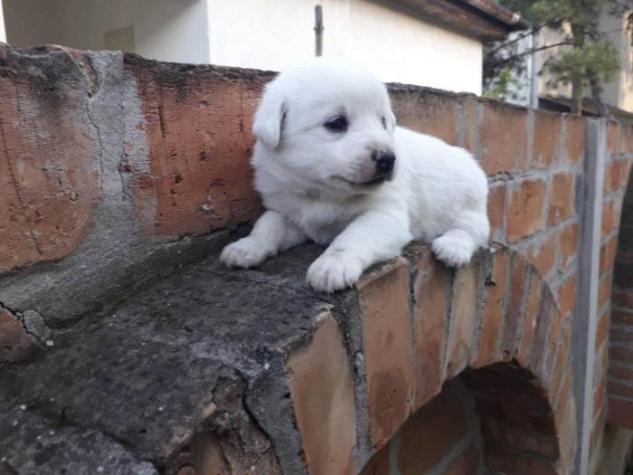 nemački špic prelepi štenci besplatni mali oglasi