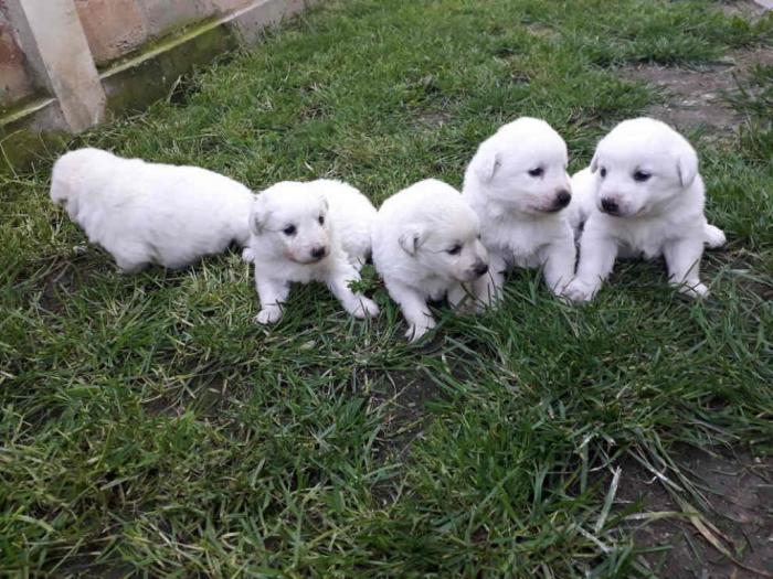 nemački špic prelepi štenci besplatni mali oglasi