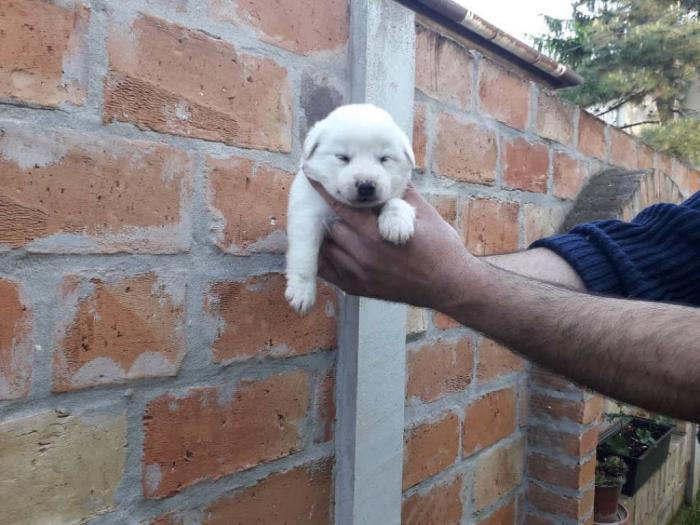 nemački špic prelepi štenci besplatni mali oglasi