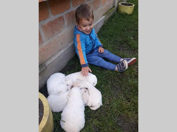 nemački špic prelepi štenci besplatni mali oglasi