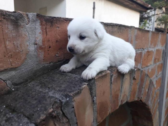 nemački špic prelepi štenci besplatni mali oglasi