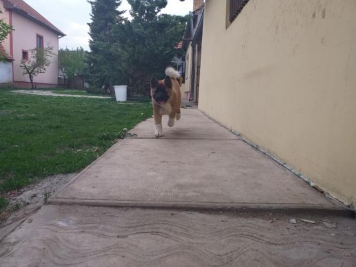 američka akita žensko štene vrhunskog porekla besplatni mali oglasi