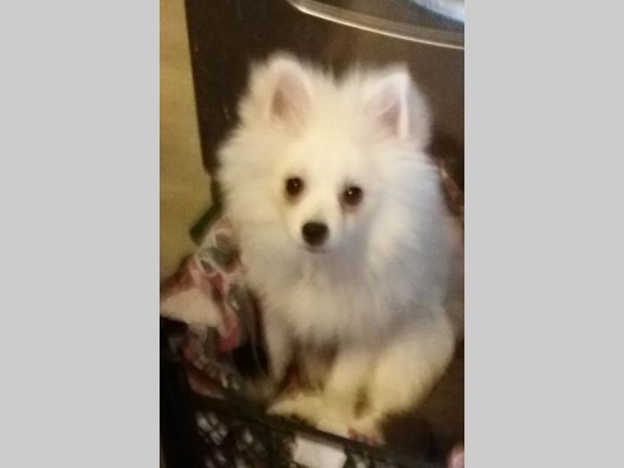 pomeranka besplatni mali oglasi