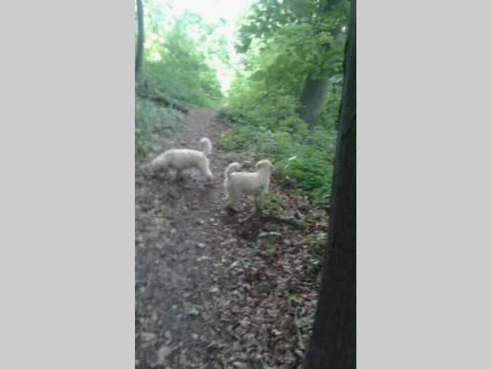 lagote dresirane tartufarke na prodaju besplatni mali oglasi