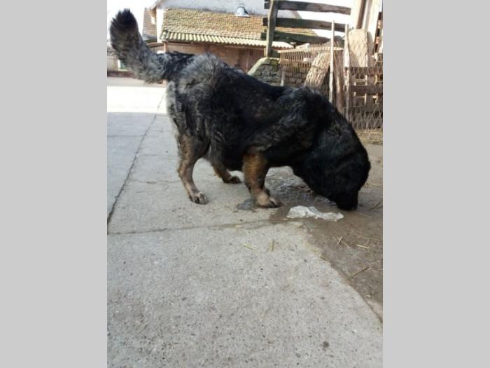 štenci kavkasca besplatni mali oglasi