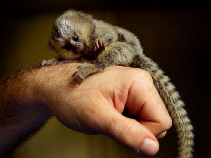 dječji majmuni marmoset za usvajanje  besplatni mali oglasi