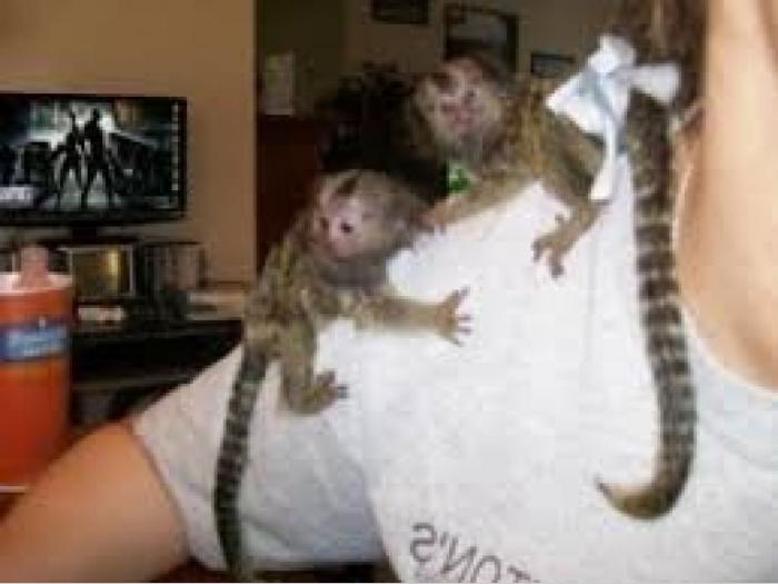 dječji majmuni marmoset za usvajanje  besplatni mali oglasi