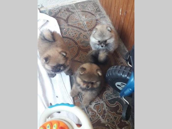 pomeranski špic štenci na prodaju besplatni mali oglasi