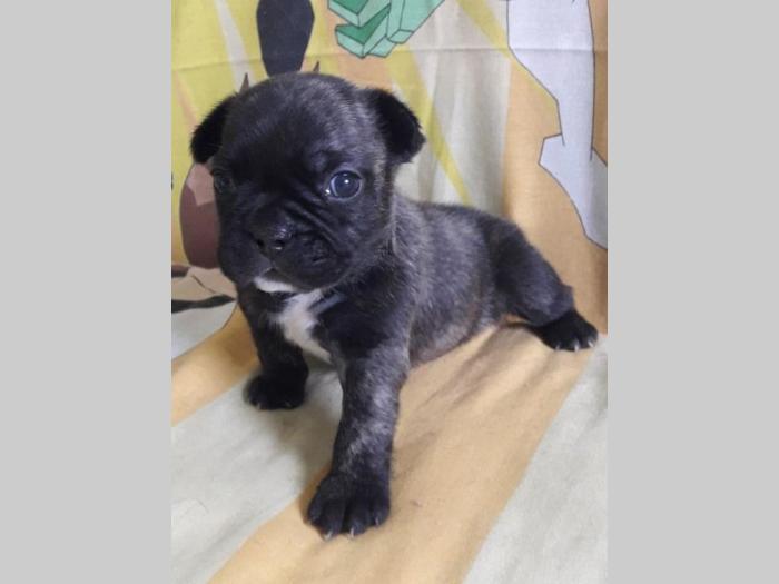 francuski buldog štenci vrhunskog porekla besplatni mali oglasi