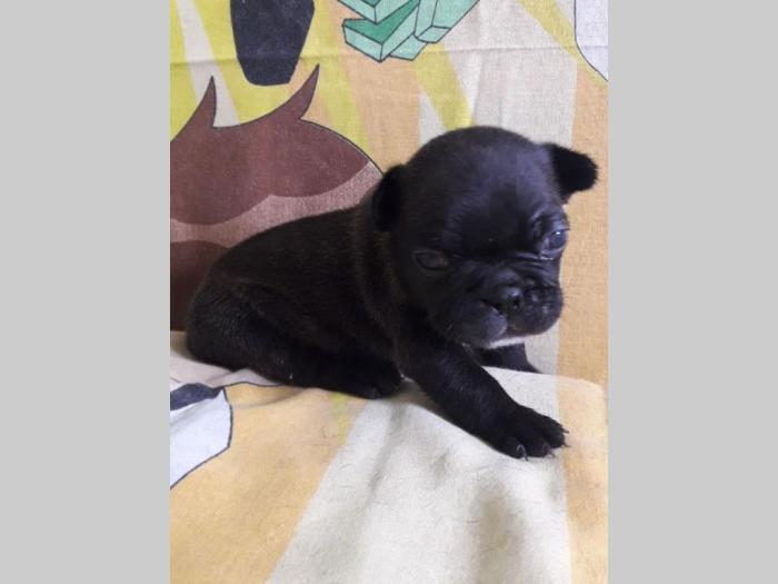 francuski buldog štenci vrhunskog porekla besplatni mali oglasi