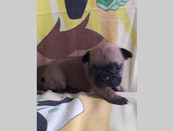 francuski buldog štenci vrhunskog porekla besplatni mali oglasi