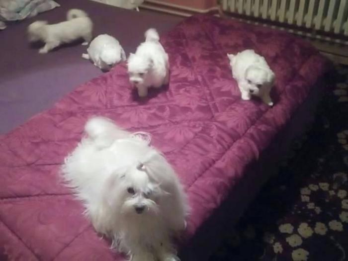 štenad mini maltezera besplatni mali oglasi