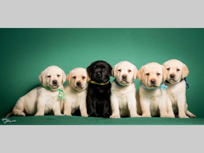 labrador retriver štenci vrhunskog porekla besplatni mali oglasi